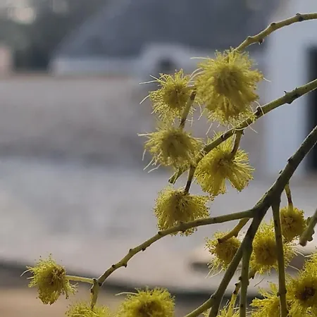 Apartment Trullo Serenita With Relaxing Private Pool Area Martina Franca